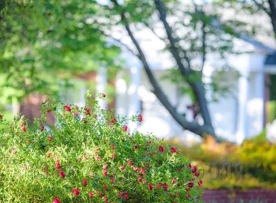 Image of flowers on campus